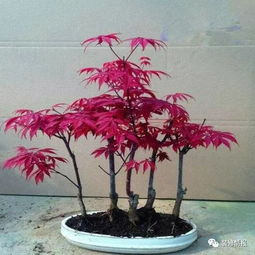 養(yǎng)盆花期超長(zhǎng)的花,讓花香不絕