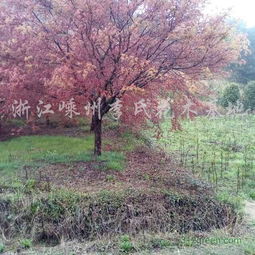 日本紅楓價(jià)格 地徑18公分14000元 紹興日本紅楓價(jià)格