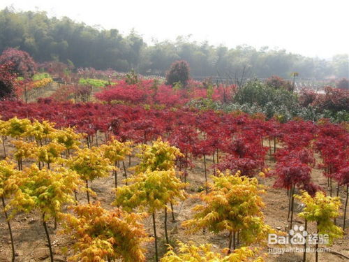 日本紅楓橙之夢(mèng)提嫁接成活率的四個(gè)要訣