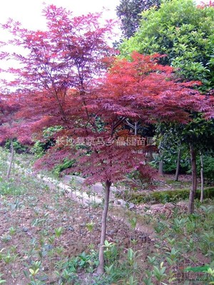 日本紅楓價格 紅楓苗木價格 5公分紅楓價格 6公分紅楓價格