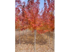 大批量低價(jià)供應(yīng)紅楓,美國紅楓,日本紅楓,嫁接紅楓規(guī)格齊全|喬灌木|綠化苗木|供應(yīng)信息|597苗木網(wǎng)