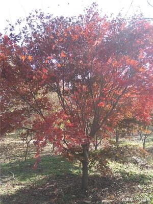 日本紅楓外觀,開花顏色介紹