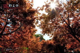 福州驚現(xiàn)秋天的童話 日本紅楓 漫山杜鵑...快來