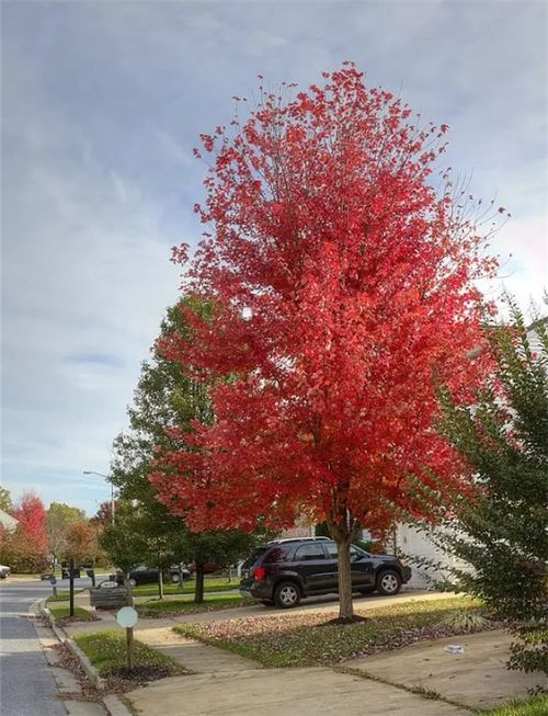 中日美紅楓爭奪戰(zhàn), 紅楓之鄉(xiāng) 為什么還堅(jiān)守 中國