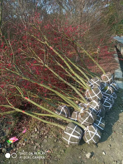 日本紅楓苗圃自產(chǎn)自銷 4 6公分紅楓苗圃批發(fā)價(jià)