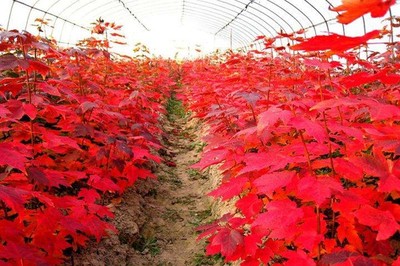 日本紅楓三季紅耐寒能力強(qiáng)嗎?