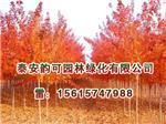 河南紅點(diǎn)紅楓:想買品種好的紅點(diǎn)紅楓上哪-泰安韻可園林綠化提供河南紅點(diǎn)紅楓:想買品種好的紅點(diǎn)紅楓上哪的相關(guān)介紹、產(chǎn)品、服務(wù)、圖片、價(jià)格美國(guó)紅點(diǎn)紅楓扦插苗、美國(guó)紅點(diǎn)紅楓扦插苗、金冠黃楊小苗、山東紅火箭紫薇樹苗、日本紅楓黃金楓價(jià)格、歐洲紅楓基地、