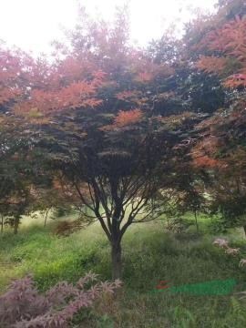 沭陽(yáng)縣宇航花木園藝場(chǎng)