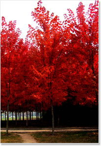 請問日本紅楓什么時候種好