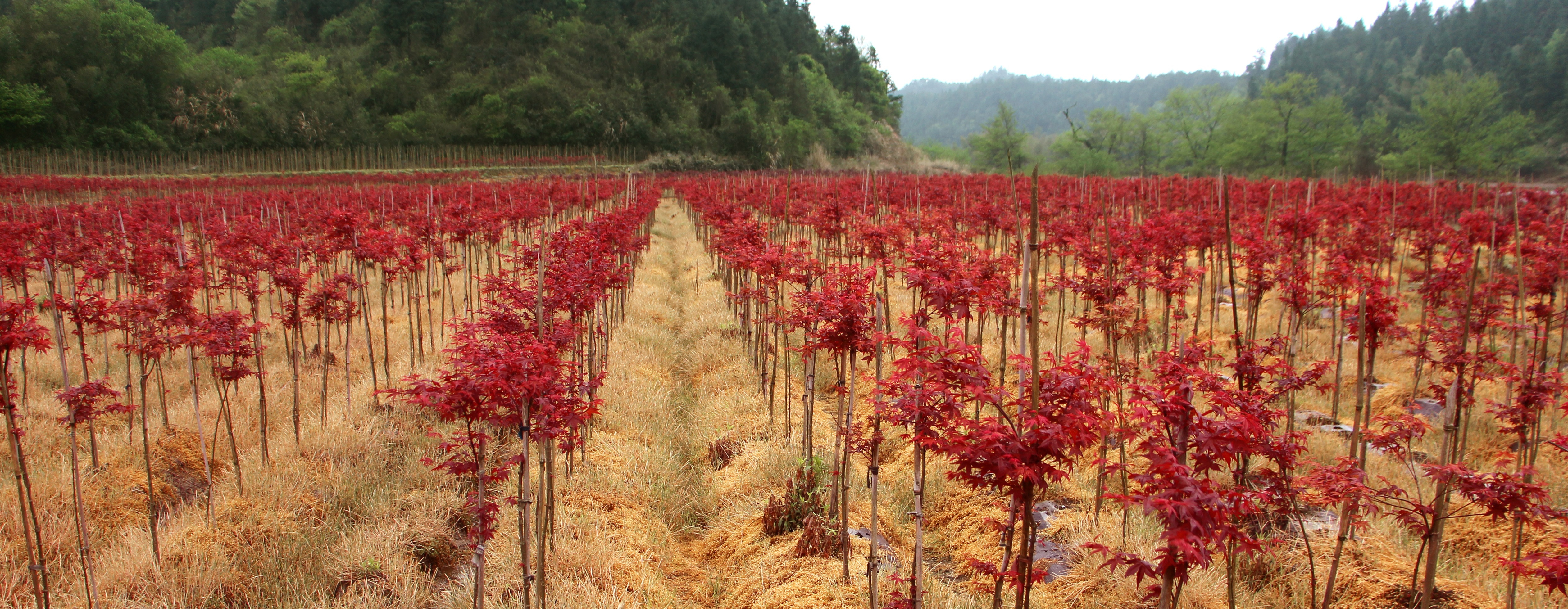 紅楓--主要品種(日本紅楓橙之夢、三季紅、紅舞姬)
