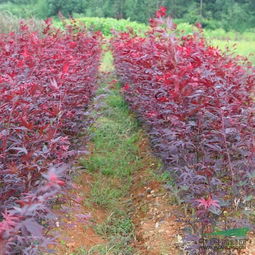 企業(yè)動(dòng)態(tài) 江西三農(nóng)花木園林