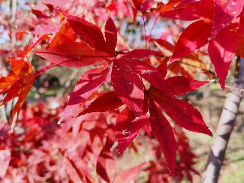 楓 景獨好 淀山湖畔5000多株紅楓陸續換上 紅裝