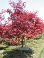 主營產品_杭州蕭山寧圍鎮盈一盆景花木場