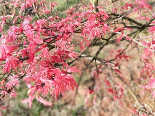 3月16日南湖多彩植物園迎來紅楓林 川劇吐火樣樣不少