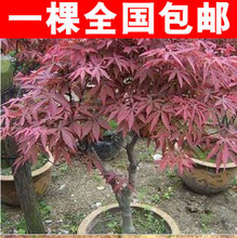 【見紅】最新最全見紅 產(chǎn)品參考信息