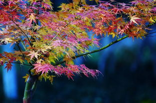 一日一花一詩 楓樹
