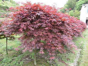 未來1 2年潛力巨大的幾個小本創業項目