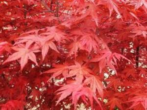 日本紅楓