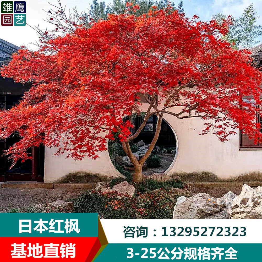 日本紅楓大樹苗紅舞姬三季紅南北方別墅庭院景區工程綠化彩葉樹種