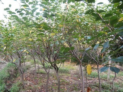 浙江櫻花-日本櫻花 -浙江紅楓|浙江櫻花|浙江海棠 產品展示(浙江櫻花、浙江紅楓、浙江海棠)-金泉網