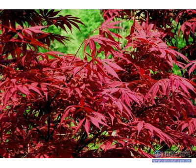 【專業供應綠化苗木紅楓樹日本紅楓樹38公分紅楓樹價格】泰安開發區浩源園藝場 - 產品庫