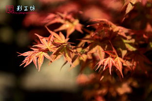 春季來福州北峰觀紅楓賞杜鵑 游記詳情 游記攻略