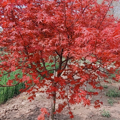 云南昆明日本紅楓 價格行情走勢 - 一畝田