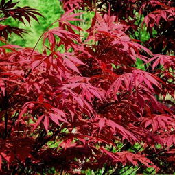 日本紅楓 橙之夢 與中國紅楓的區別