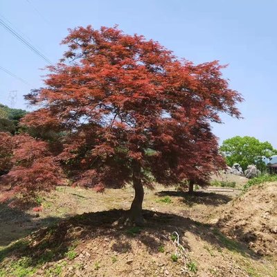 日本紅楓羽毛楓批發 景觀樹特色羽毛楓苗木種植基地高4m