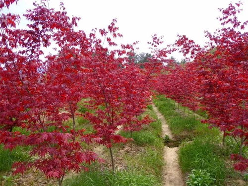春染九農花木 ,美景令人心醉