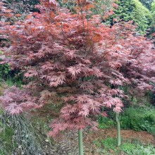 長沙市雨花區(qū)治維苗圃 供應產品