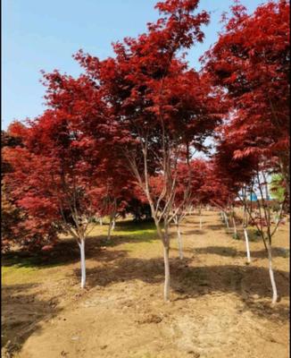 [日本紅楓 批發(fā)]山西陽(yáng)泉郊區(qū)楓樹(shù) 48.00元/棵日本紅楓 _ 一畝田