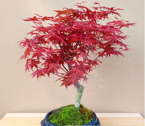 紅楓 主要品種 日本紅楓橙之夢(mèng) 三季紅 紅舞姬