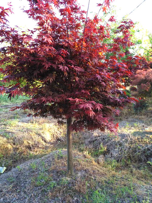 紅楓 主要品種 日本紅楓橙之夢(mèng) 三季紅 紅舞姬