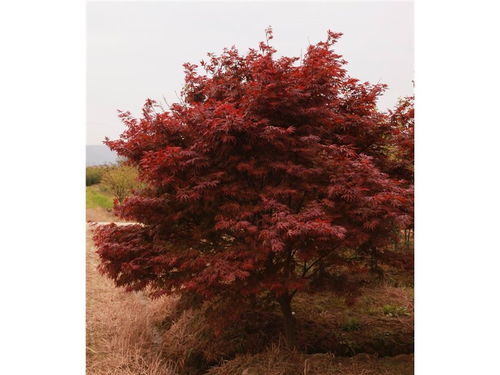 廣西地區(qū)日本紅楓的形態(tài)特征