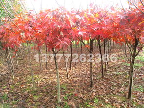 探尋紅楓之美 品種、市場與觀賞勝地全解析