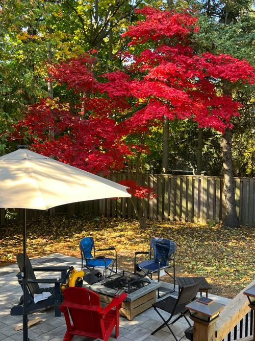 庭院里的詩(shī)意棲居——我的日本紅楓情緣