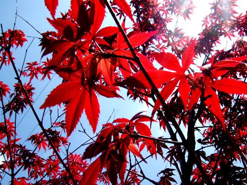 日本紅楓 長(zhǎng)勢(shì)最快的品種與最美葉色鑒賞指南